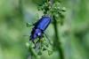 Platycerus caraboides